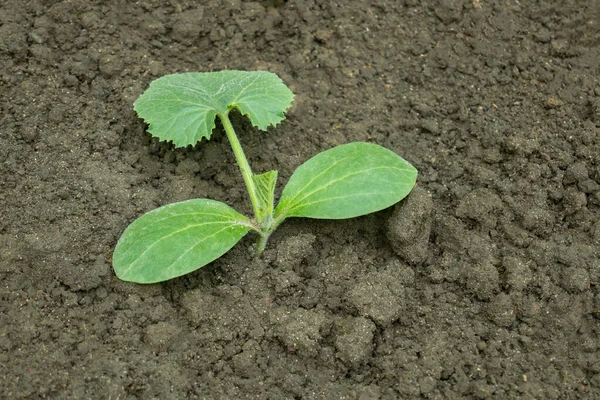 Plántulas Calabaza Joven Verde Plantadas Suelo Suelo Húmedo Después Lluvia —  Fotos de Stock