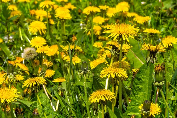 5月上旬の草地での開花タンポポ ラテン語 Taraxacum Officinale の多く クローズアップ — ストック写真