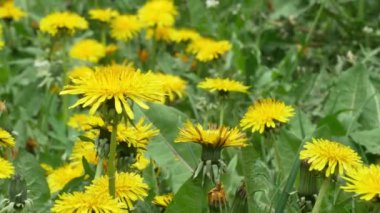 Mayıs ayı başında çayırda bir sürü çiçek açan karahindiba (Latince: Taraxacum officinale), panoramik görüntüler, yakın çekim