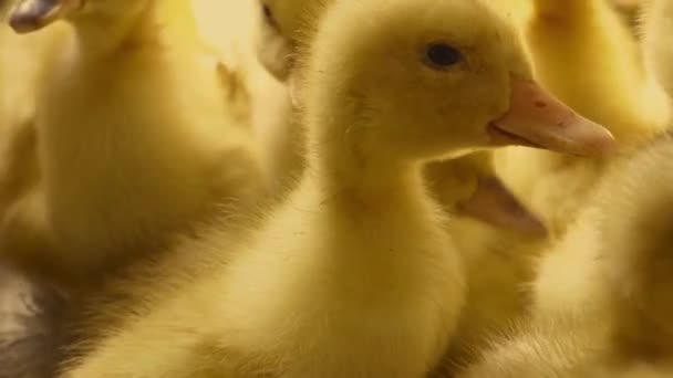 Many Small Domestic Ducklings Moving Chaotically Indoor Close — Stock Video