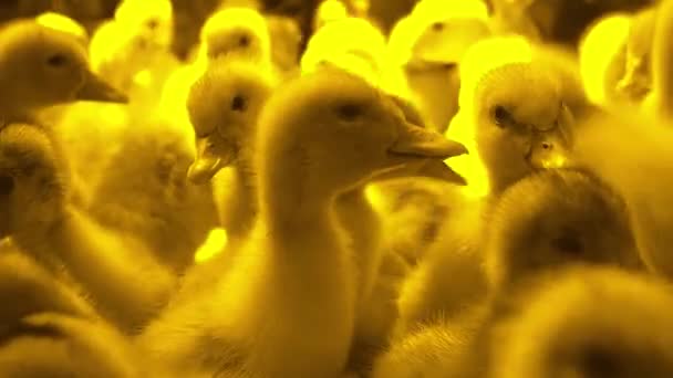 Many Small Domestic Ducklings Indoor Colored Golden Hues Close — Stock Video