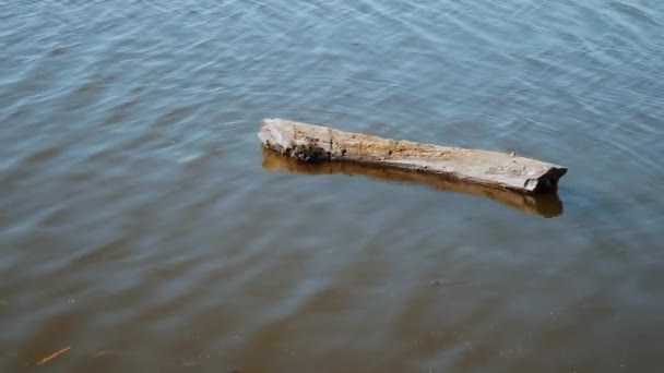 Duży Drewniany Kłoda Płynący Rzeczka Wodny Powierzchnia Wiosenny Słoneczny Dzień — Wideo stockowe