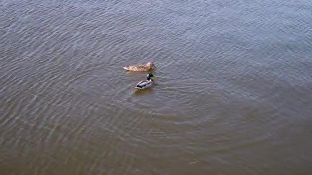 Pare Patos Selvagens Mallard Flutuando Lado Circulando Superfície Água Lago — Vídeo de Stock