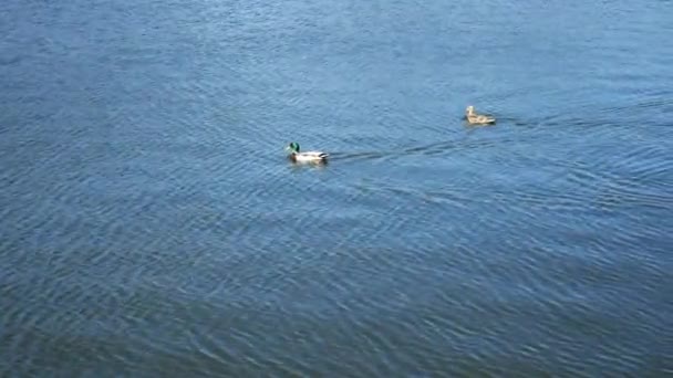 Pare de canards colverts sauvages flottant à côté de la surface bleu vif de l'eau du lac en saison des amours au printemps 