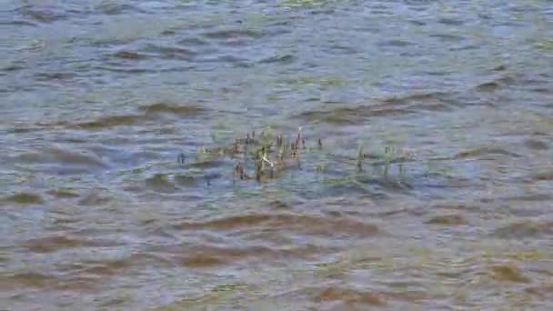 リードシュートは 古い年の茎の近くの湖の水面から発芽し 春の時間に振動し 撮影時に三脚を使用し 編集時にズーム効果 ビデオ背景 — ストック動画