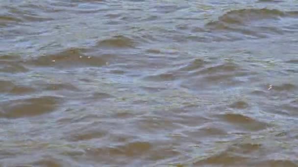 多风天气下池塘水面波浪的视频背景 褐色色调 — 图库视频影像