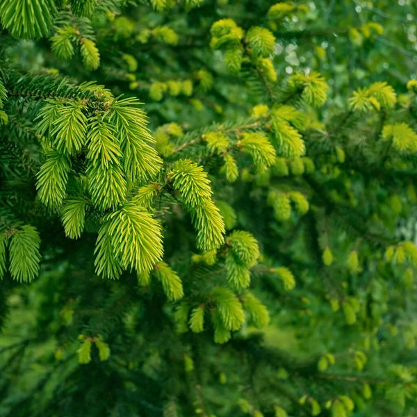 春に鮮やかな緑の針を持つ新しい柔らかいモミの小枝テクスチャとして クローズアップ — ストック写真