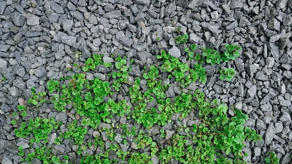 Nouvelles Plantes Tendres Mauvaises Herbes Vivaces Lierre Terrestre Charlie Rampante — Photo