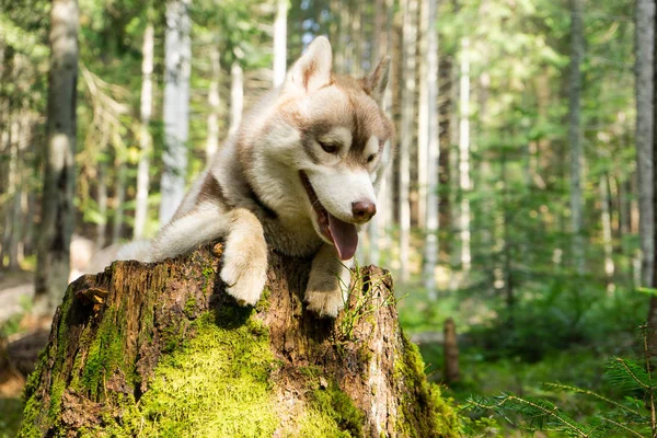 森の中、シベリアン ハスキーの切り株に犬犬と旅行します。 — ストック写真