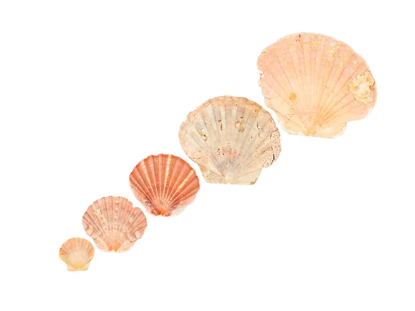 Seashell cornice su sfondo bianco isolato — Foto Stock