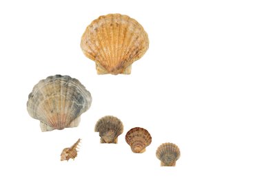 İzole beyaz arka plan karede deniz kabuğu