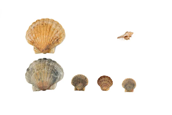 Seashell frame on white background isolated — Stock Photo, Image