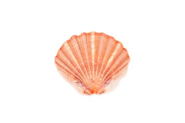 Seashell izole beyaz zemin üzerine