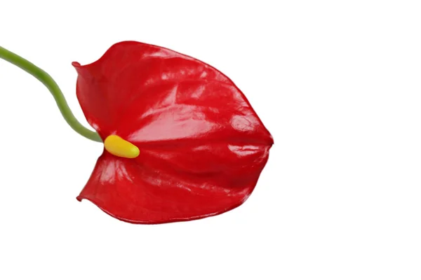 Flor de antúrio vermelha isolada — Fotografia de Stock
