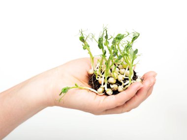 Uzanmış el ile yeni bir fide bezelye tesisi