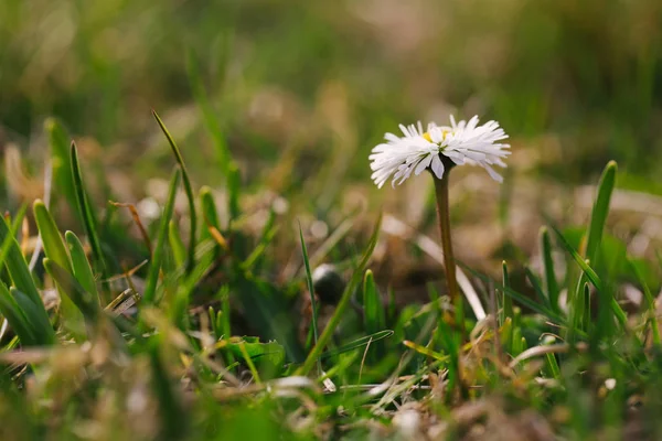 Hierba fresca de primavera con flores en un día soleado con un fondo borroso natural — Foto de Stock