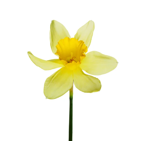 Solteira flor narciso amarelo deitado em seu lado, composição isolada sobre o fundo branco — Fotografia de Stock