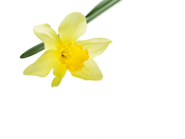 측면, 흰색 배경 위에 절연 구성에 단일 노란색 수 선화 꽃 — 스톡 사진