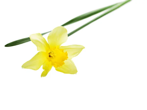 Sola flor narciso amarillo acostado en su lado, composición aislada sobre el fondo blanco —  Fotos de Stock