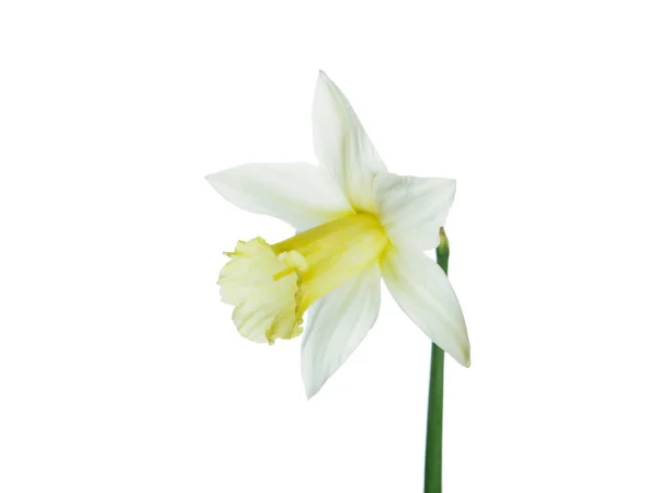 Ενιαία Νάρκισσος κίτρινο λουλούδι που βρίσκεται στο πλευρό της, σύνθεση απομονωθεί πάνω από το λευκό φόντο — Φωτογραφία Αρχείου