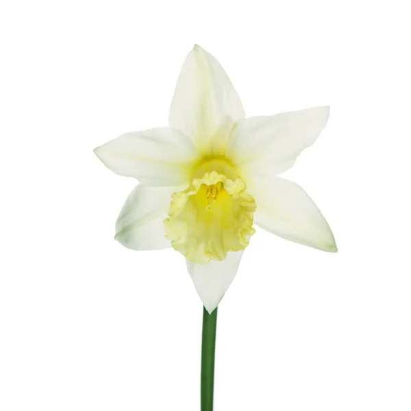 单一的黄水仙花躺在它的一边，组成孤立在白色的背景 — 图库照片