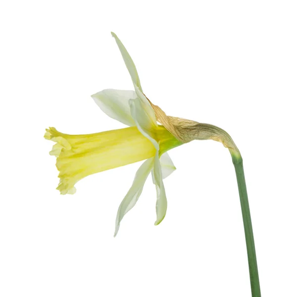 Solteira flor narciso amarelo deitado em seu lado, composição isolada sobre o fundo branco — Fotografia de Stock