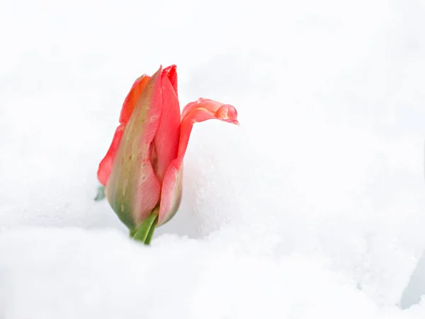 Tulipa vermelha crescendo na neve.Tulipa flor na primavera crescendo através da neve — Fotografia de Stock