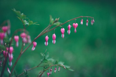 Pembe çiçekler çiçek bahar arka plan veya kopya alanı için