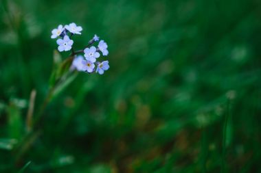 sığ odaklanılan ilkbaharda çiçek çiçek yakın çekim