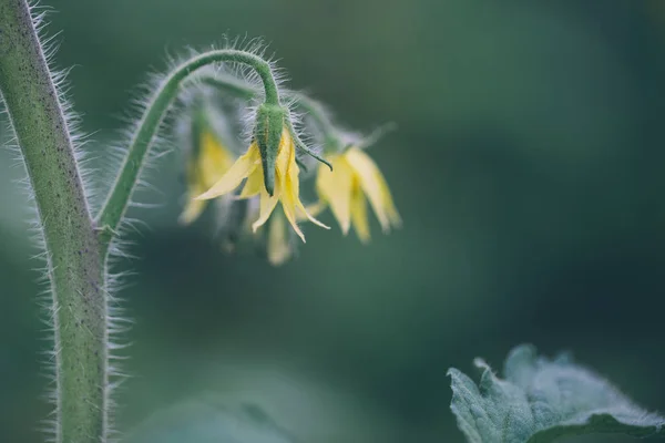 Fiori di pomodoro sul gambo Immagine Stock