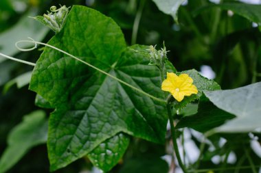 Bahçede salatalık yetişiyor..