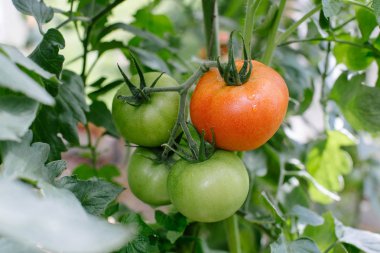 domates bir sera içinde