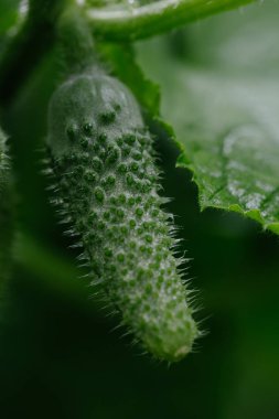 Bahçede büyüyen salatalık. Yakın çekim