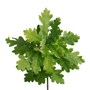 el sabor de los mariscos