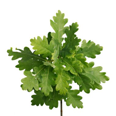 el sabor de los mariscos