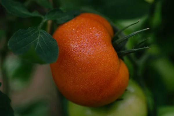 温室のトマト。クローズ アップ — ストック写真