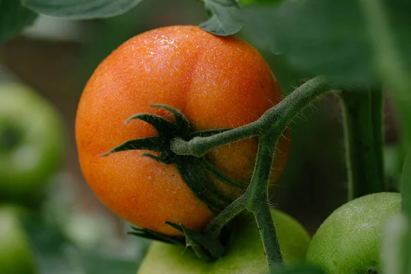 Tomato in a hothouse. Close up — Stock Photo, Image