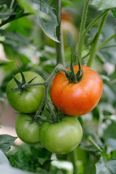 domates bir sera içinde