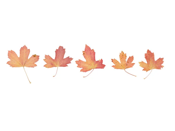Variedade de folhas de outono marrom isoladas em branco — Fotografia de Stock