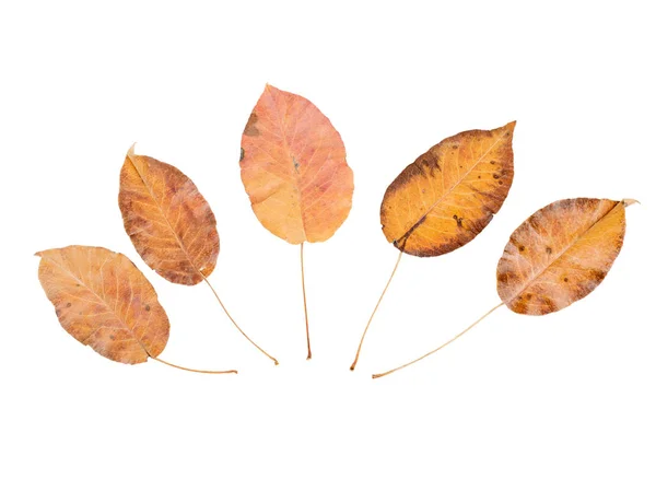 Škála hnědé podzimní listí izolované na bílém — Stock fotografie