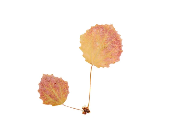 Červené podzimní listy izolované na bílém — Stock fotografie