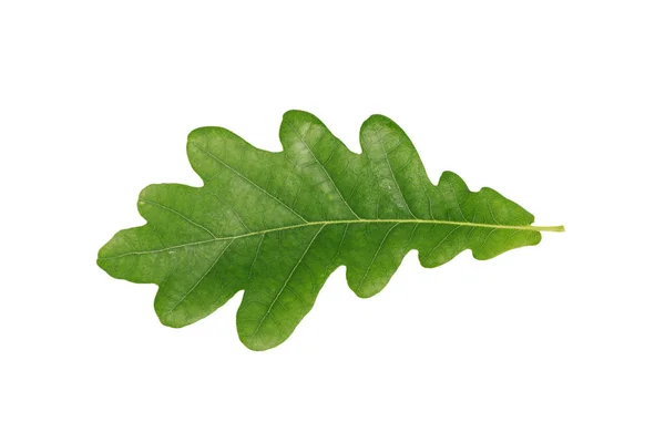 Folha de carvalho verde isolada sobre fundo branco — Fotografia de Stock
