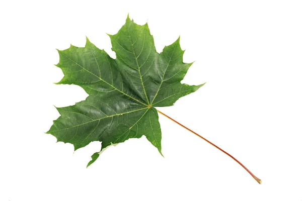 Maple Leaf Green izolovaných na bílém pozadí. Ořezová cesta zahrnuté. — Stock fotografie