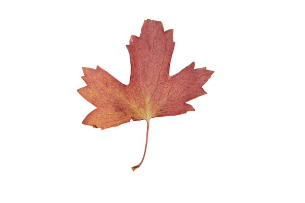 Única licença de outono vermelho isolado em branco — Fotografia de Stock