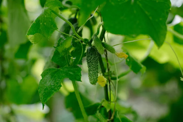 Bahçede salatalık yetişiyor..
