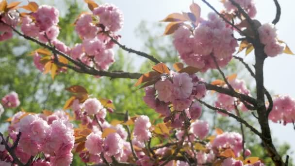 krásné, kvetoucí růžové Třešňové květy v japonské zahradě