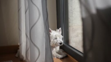 Onun evinde Westie