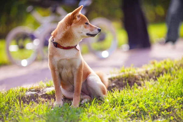 Young shiba inu sits in the park — Stock Photo, Image