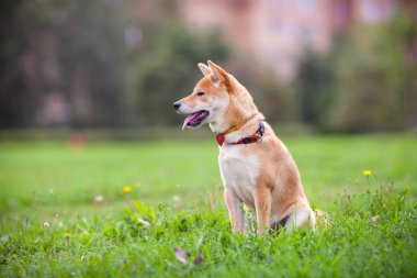 Parkta genç shiba Inu oturur