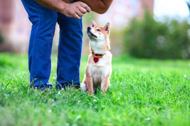 köpek eğitim